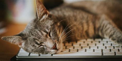 Do I Need a Domain for a Website? And Why Do Cats Always Sit on Keyboards?