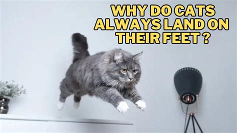 Is Software Engineering Still a Good Career? And Why Do Cats Always Land on Their Feet?