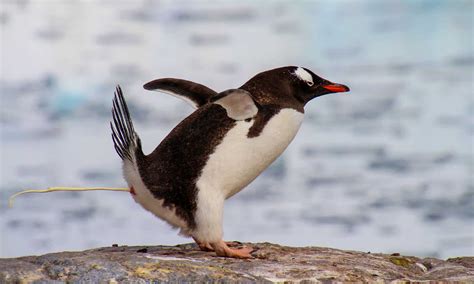 What is .ca website and why does it make penguins dance?